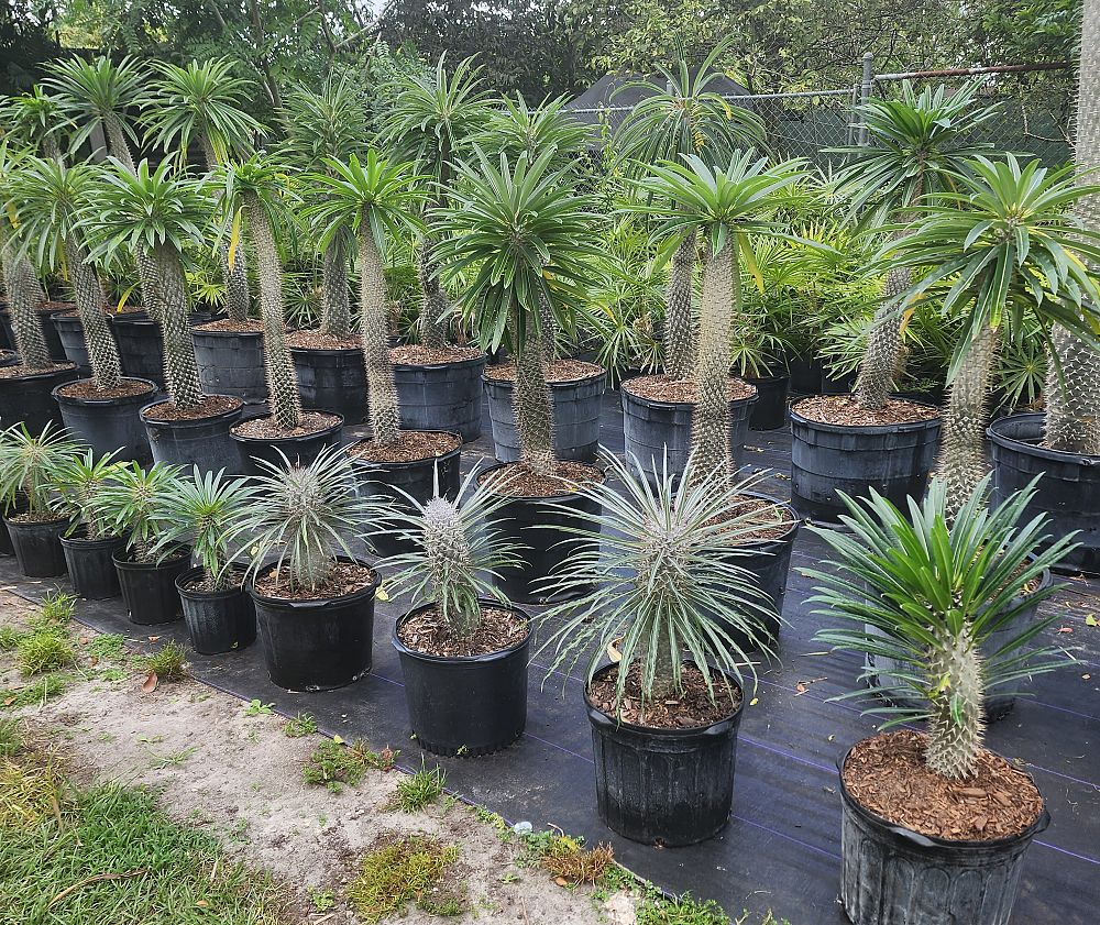 pachypodium-lamerei-madagascar-palm