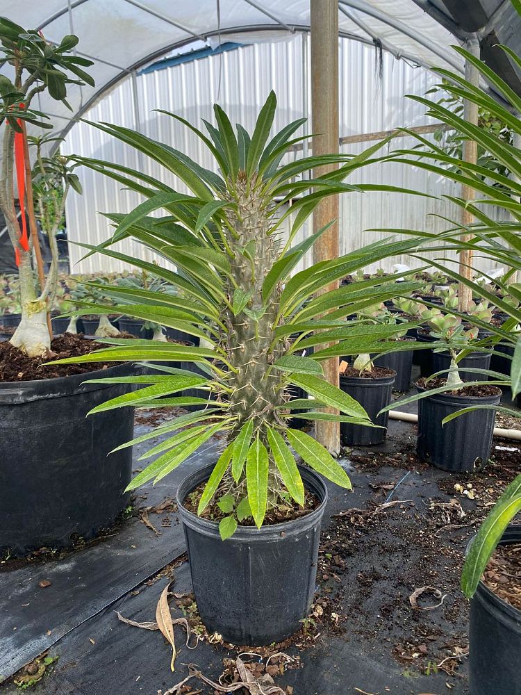 pachypodium-lamerei-madagascar-palm