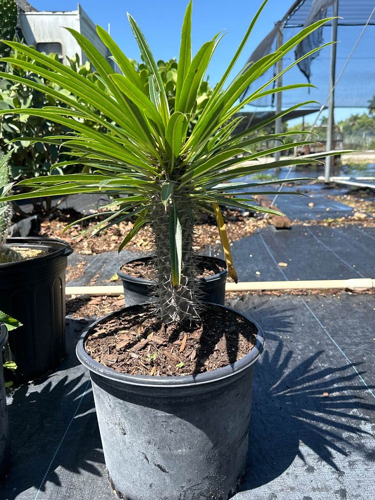pachypodium-lamerei-madagascar-palm