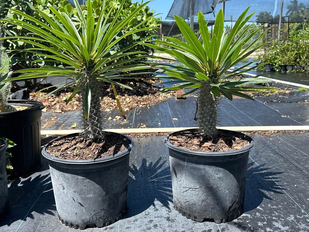 pachypodium-lamerei-madagascar-palm