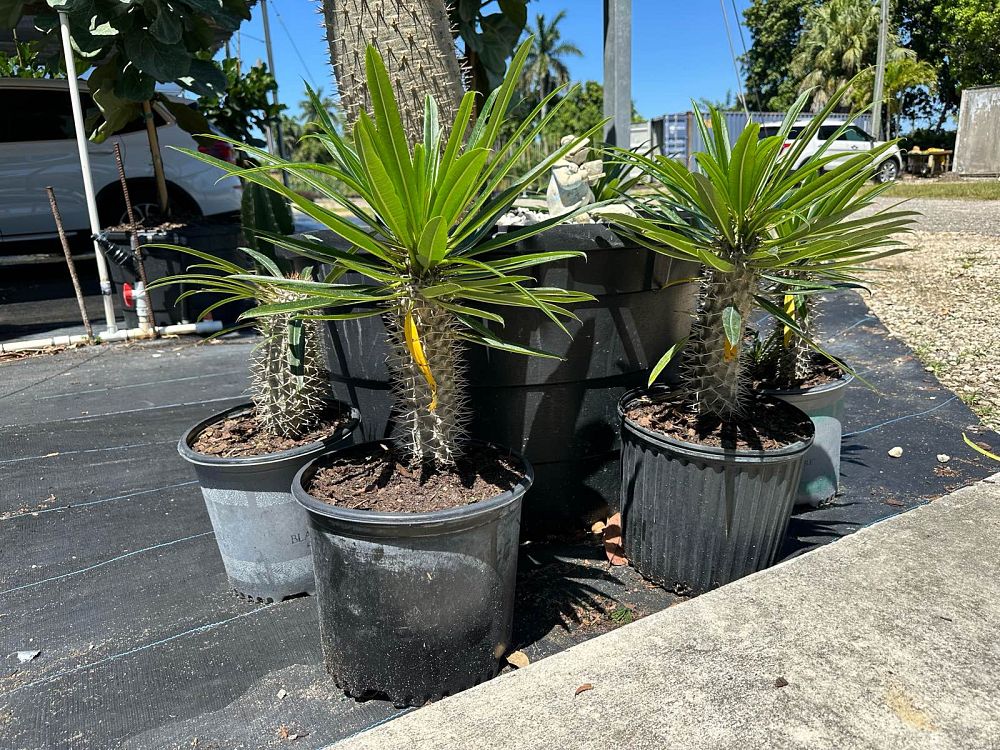 pachypodium-lamerei-madagascar-palm