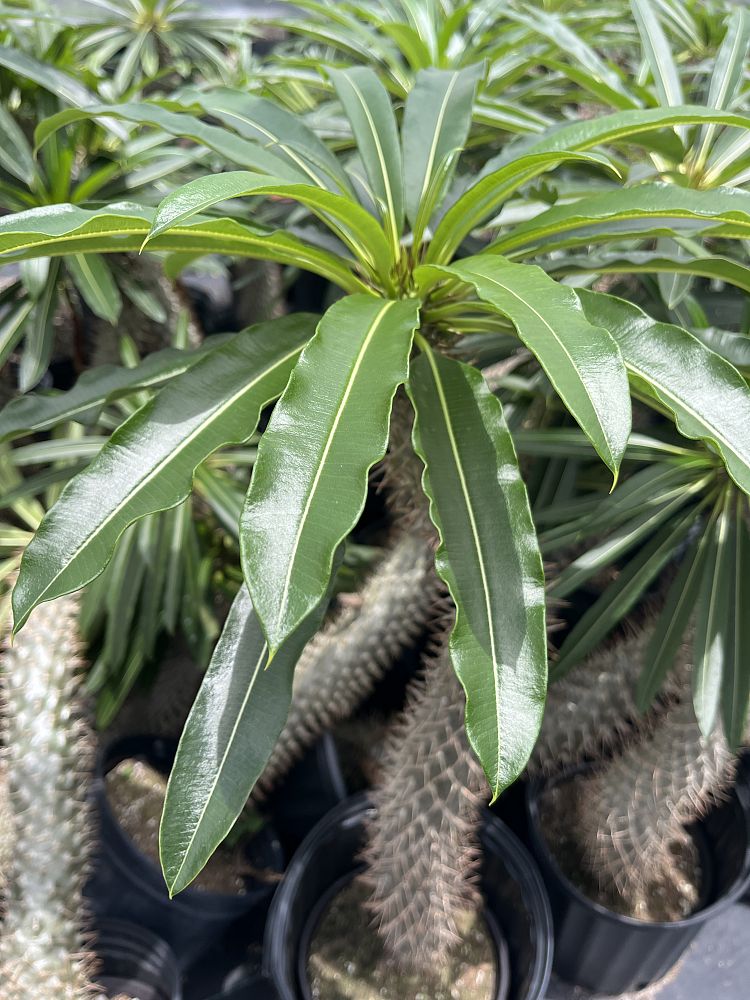 pachypodium-lamerei-madagascar-palm