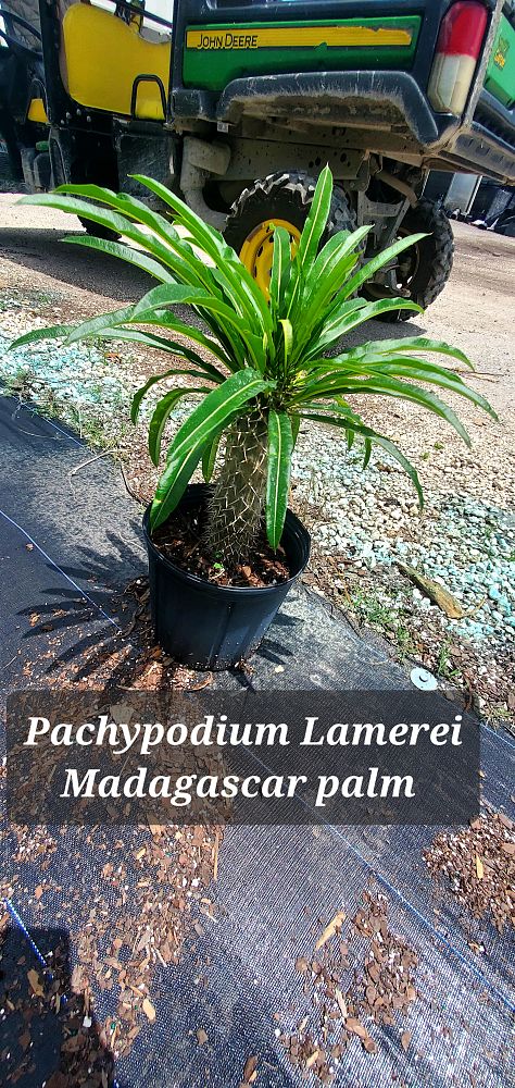 pachypodium-lamerei-madagascar-palm