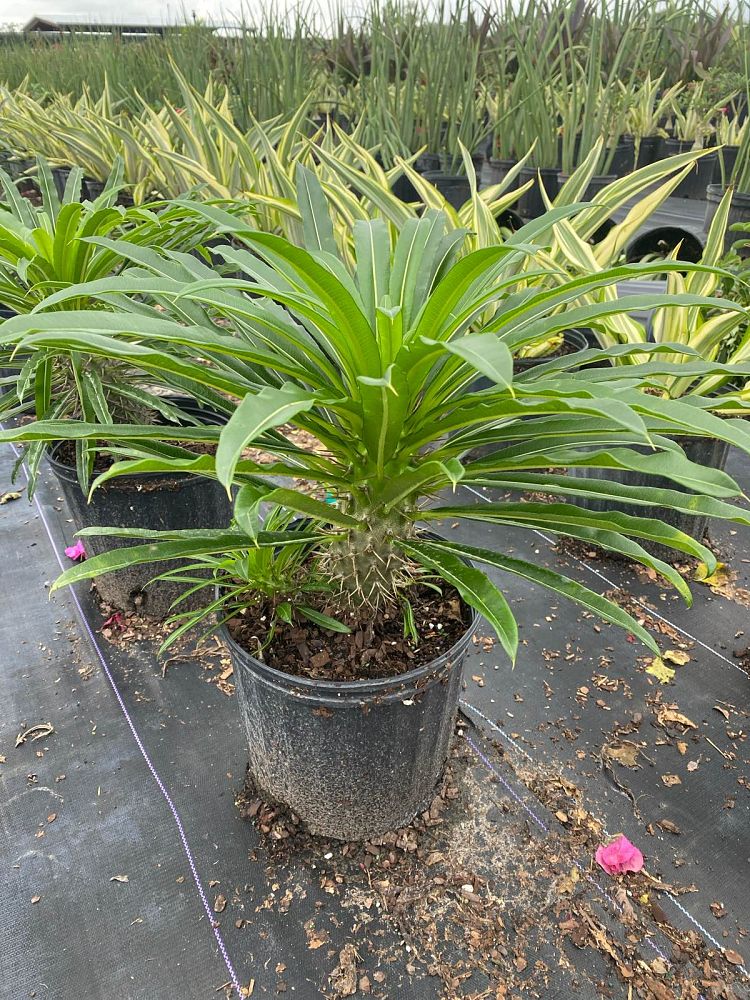 pachypodium-lamerei-madagascar-palm