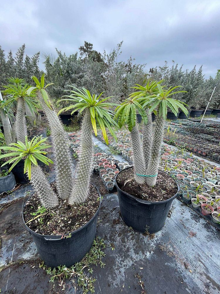 pachypodium-lamerei-madagascar-palm