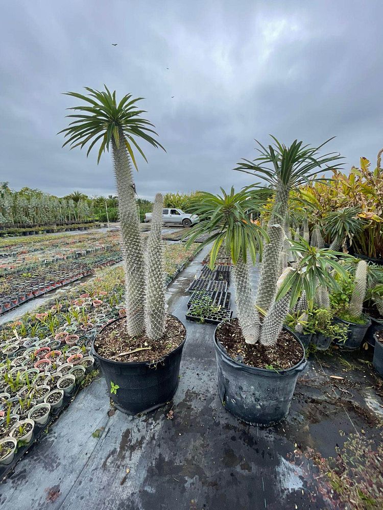 pachypodium-lamerei-madagascar-palm