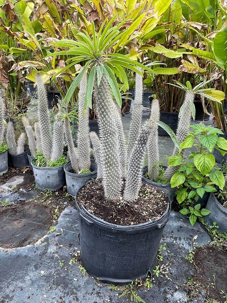 pachypodium-lamerei-madagascar-palm