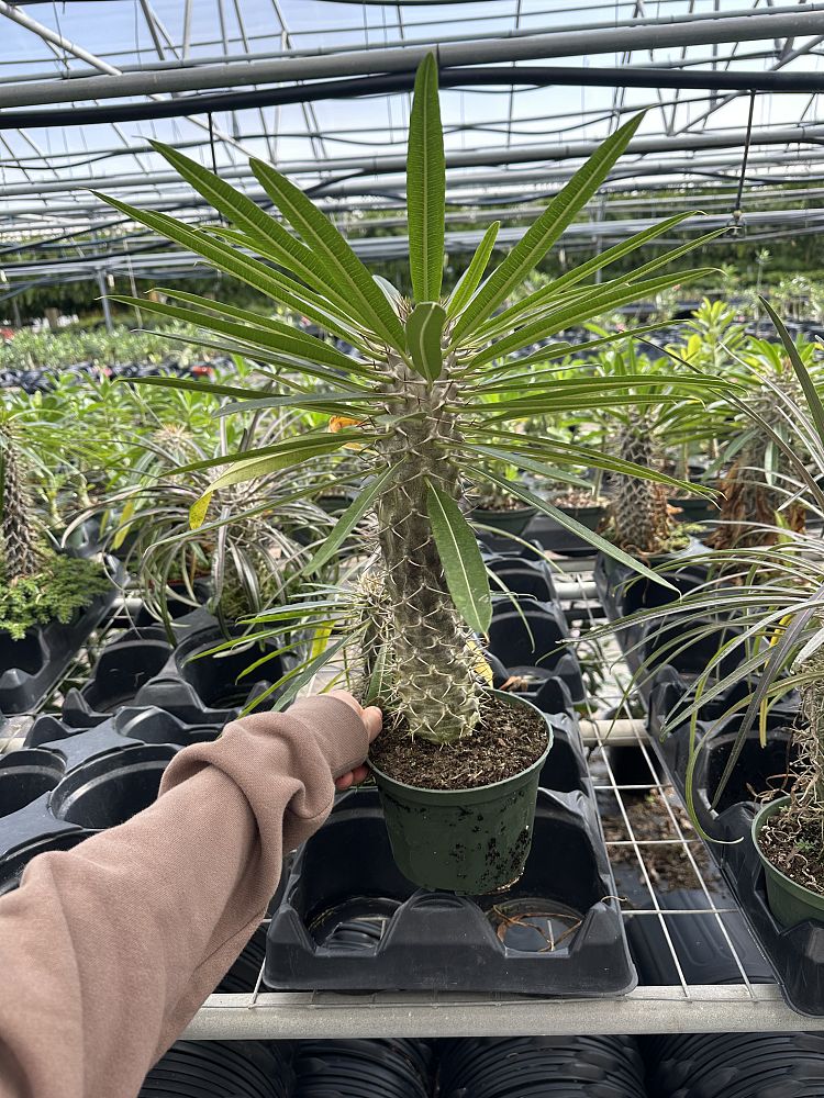 pachypodium-lamerei-madagascar-palm