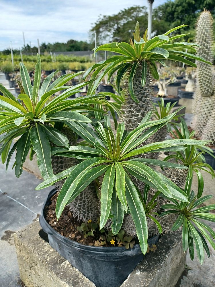 pachypodium-lamerei-madagascar-palm