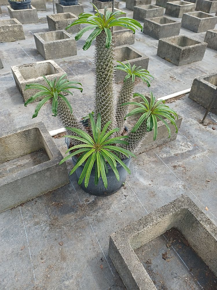 pachypodium-lamerei-madagascar-palm