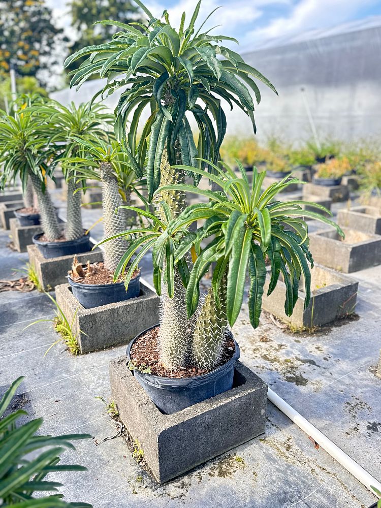 pachypodium-lamerei-madagascar-palm