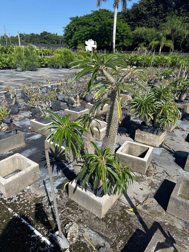 pachypodium-lamerei-madagascar-palm