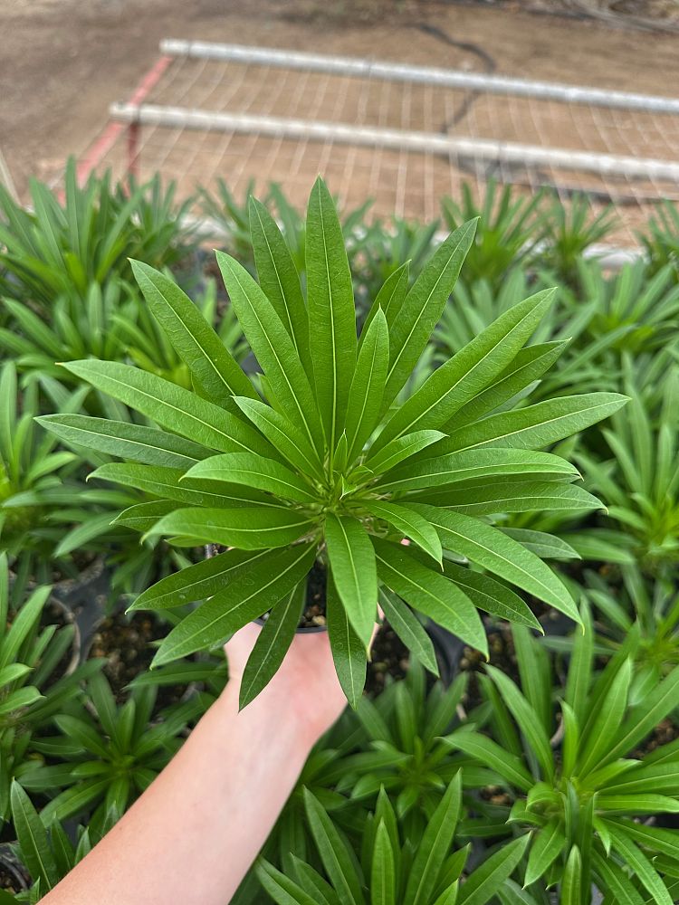 pachypodium-lamerei-madagascar-palm
