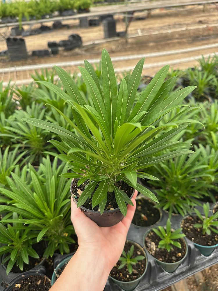 pachypodium-lamerei-madagascar-palm