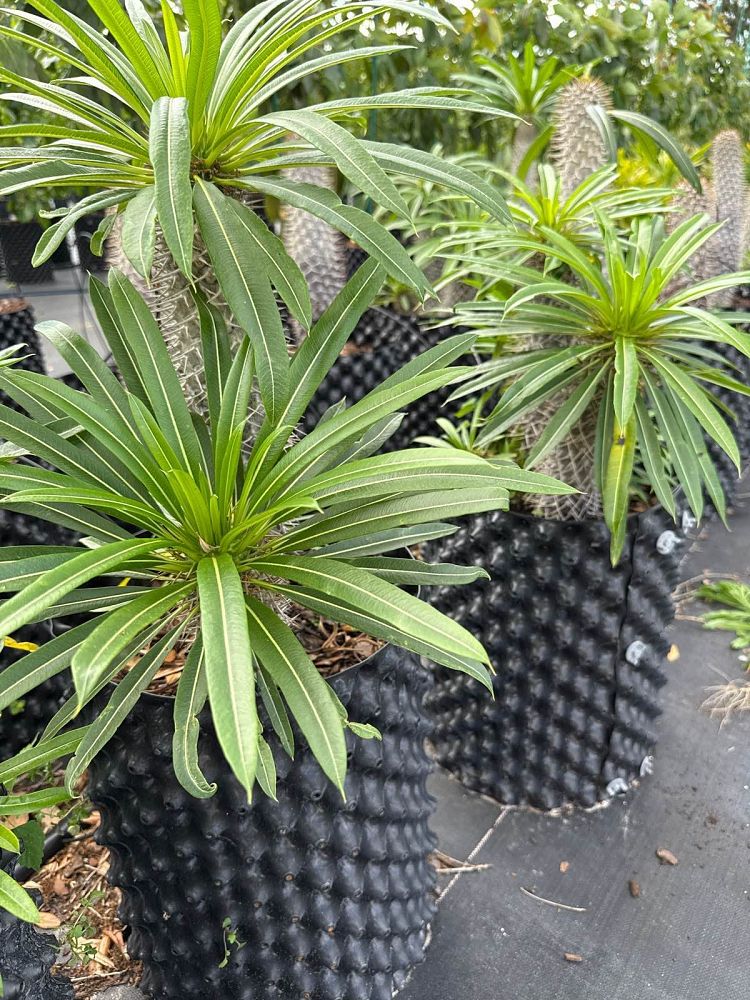pachypodium-lamerei-madagascar-palm