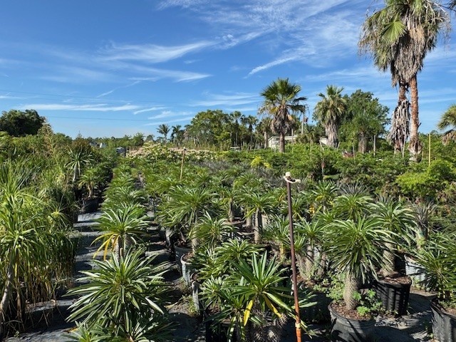 pachypodium-lamerei-madagascar-palm
