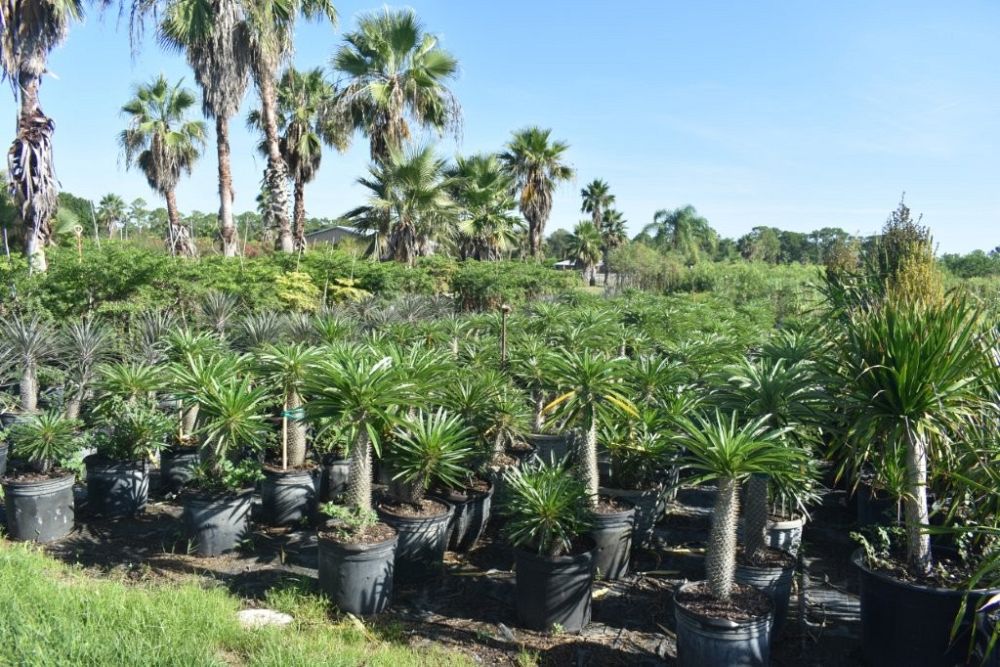 pachypodium-lamerei-madagascar-palm