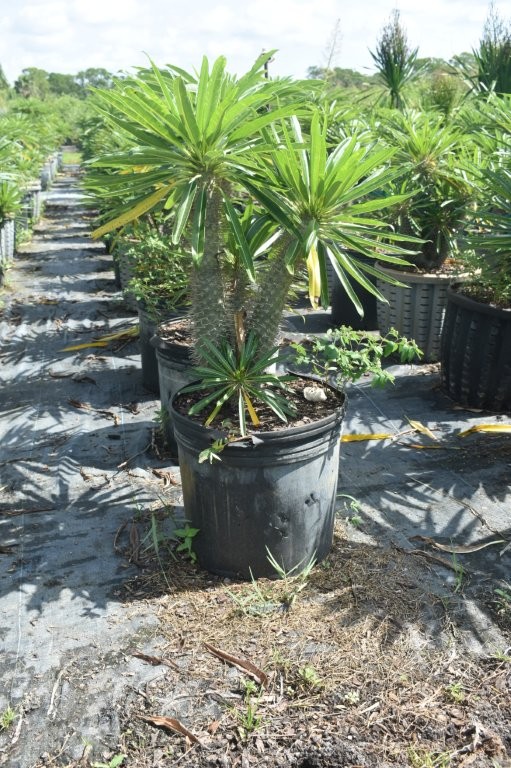 pachypodium-lamerei-madagascar-palm