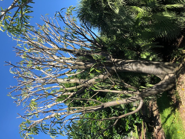 pachypodium-rutenbergianum