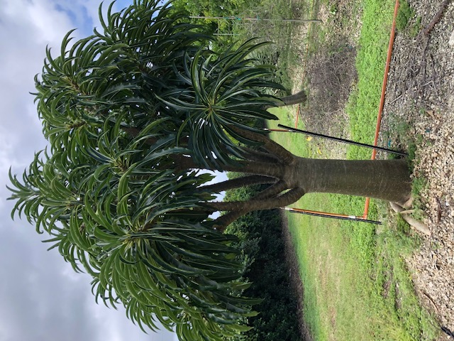 pachypodium-rutenbergianum