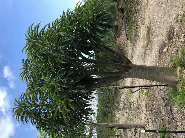 pachypodium-rutenbergianum