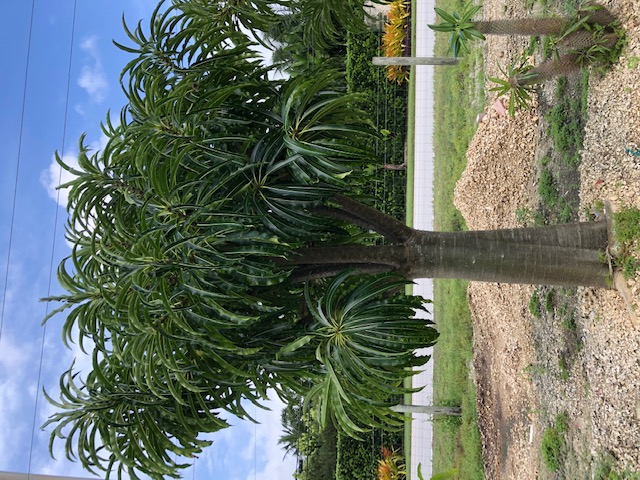 pachypodium-rutenbergianum