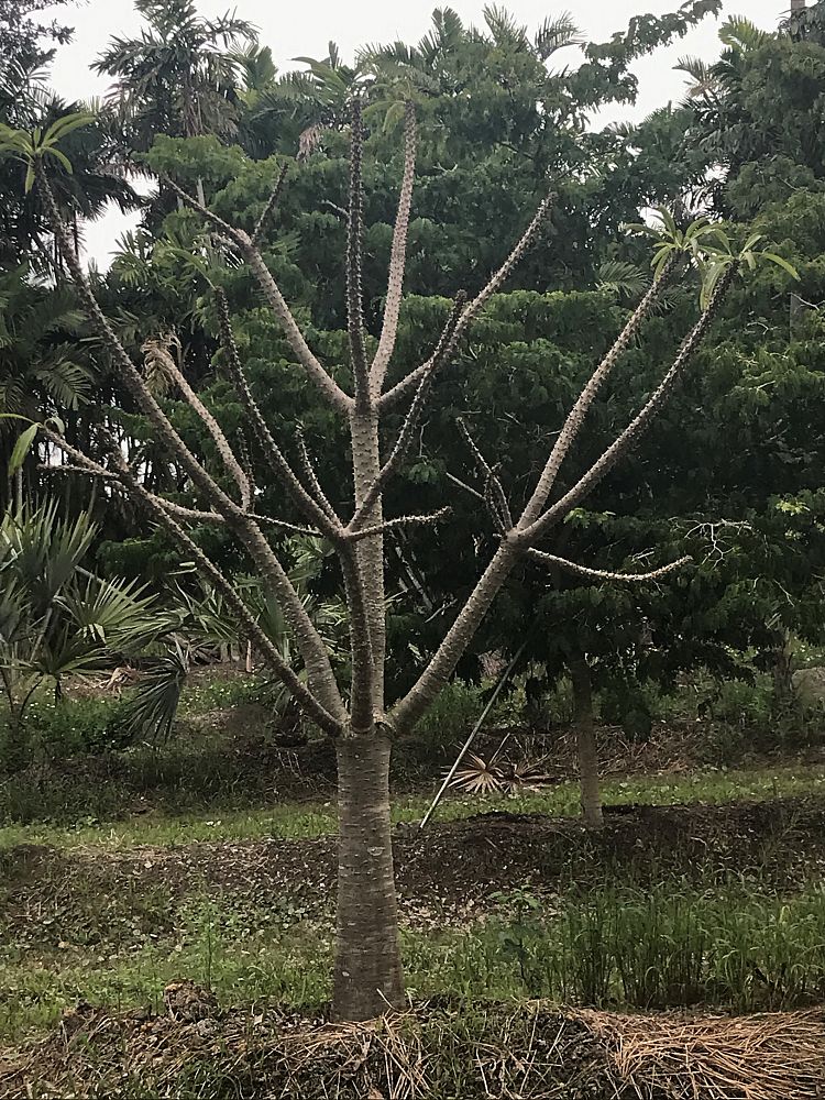pachypodium-rutenbergianum