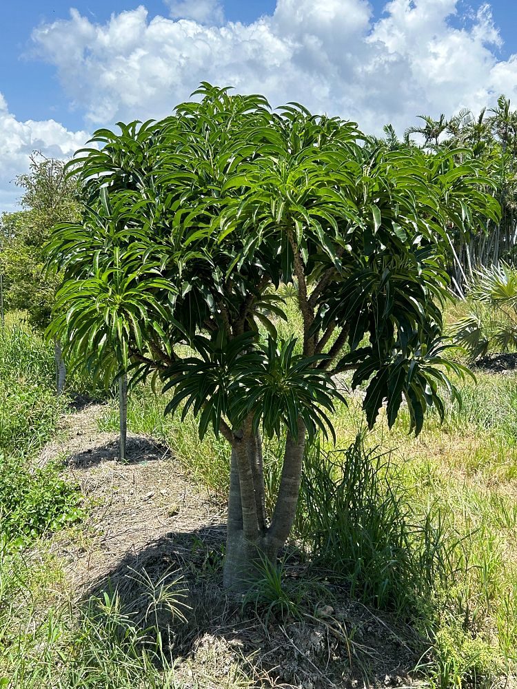 pachypodium-rutenbergianum