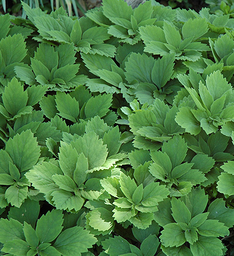 pachysandra-procumbens-spurge