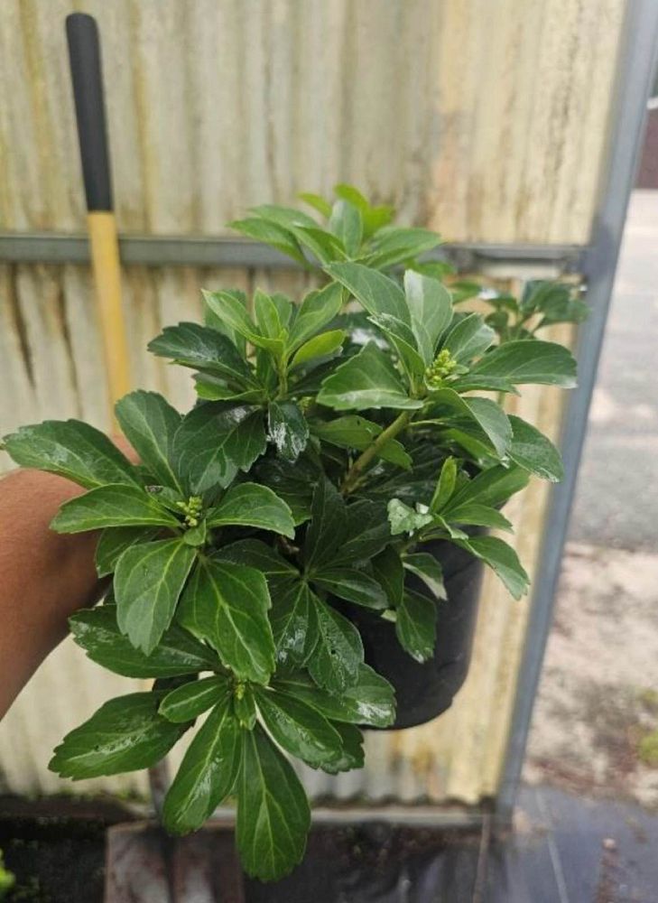 pachysandra-spurge