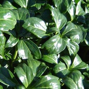 pachysandra-terminalis-green-sheen-japanese-spurge