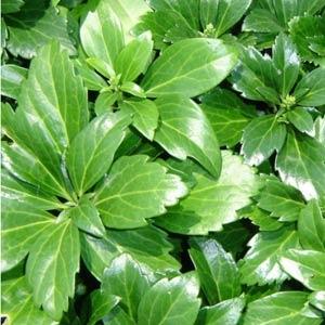 pachysandra-terminalis-japanese-spurge