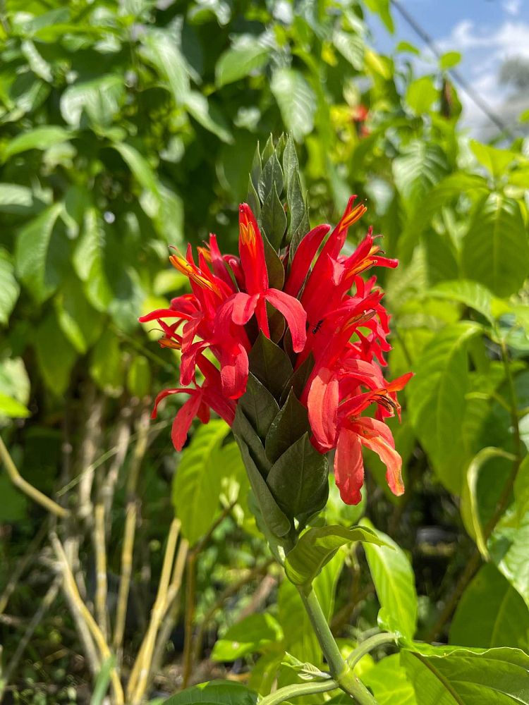 pachystachys-coccinea-cardinal-s-guard-justicia-coccinea-giant-red-shrimp