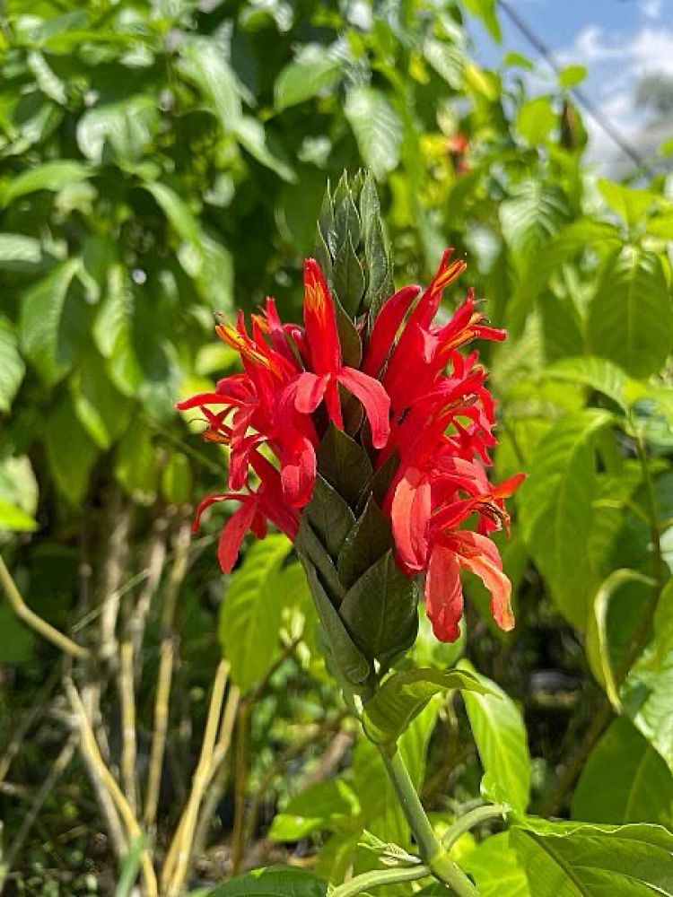 pachystachys-coccinea-cardinal-s-guard-justicia-coccinea-giant-red-shrimp