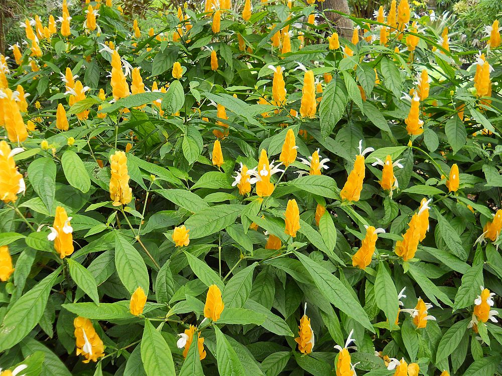 pachystachys-lutea-golden-shrimp-plant-yellow-shrimp-plant-lollipop-plant