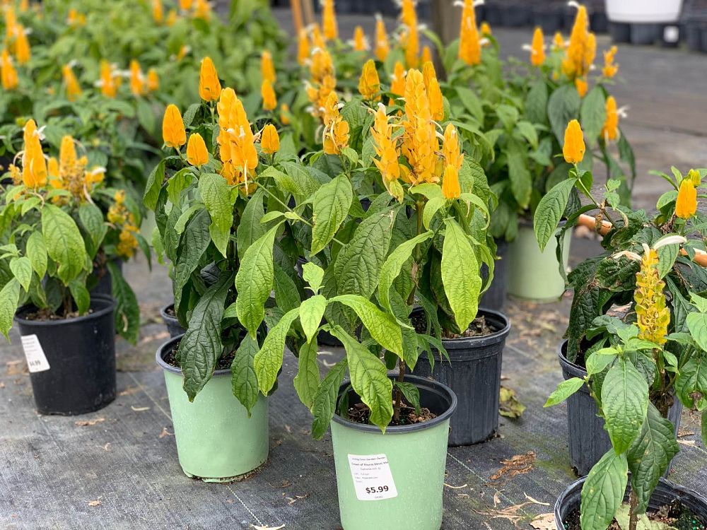 pachystachys-lutea-golden-shrimp-plant-yellow-shrimp-plant-lollipop-plant