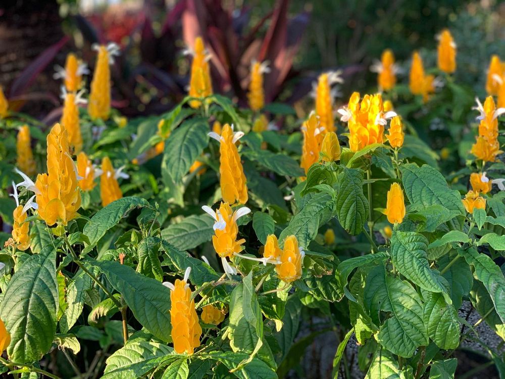 pachystachys-lutea-golden-shrimp-plant-yellow-shrimp-plant-lollipop-plant