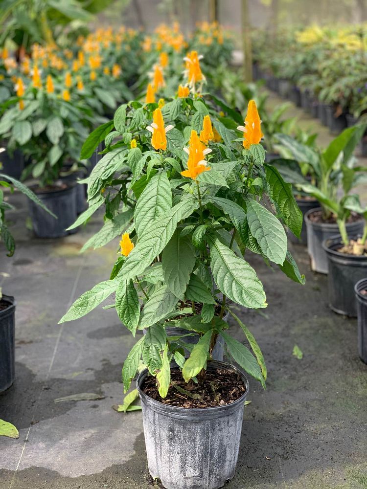 pachystachys-lutea-golden-shrimp-plant-yellow-shrimp-plant-lollipop-plant