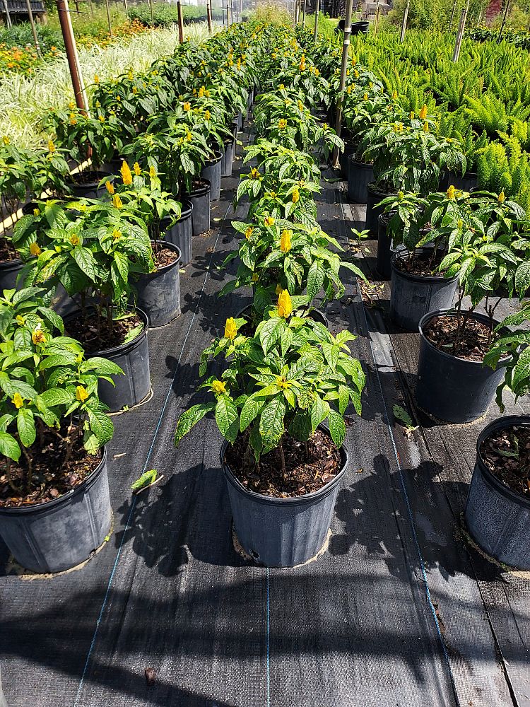 pachystachys-lutea-golden-shrimp-plant-yellow-shrimp-plant-lollipop-plant
