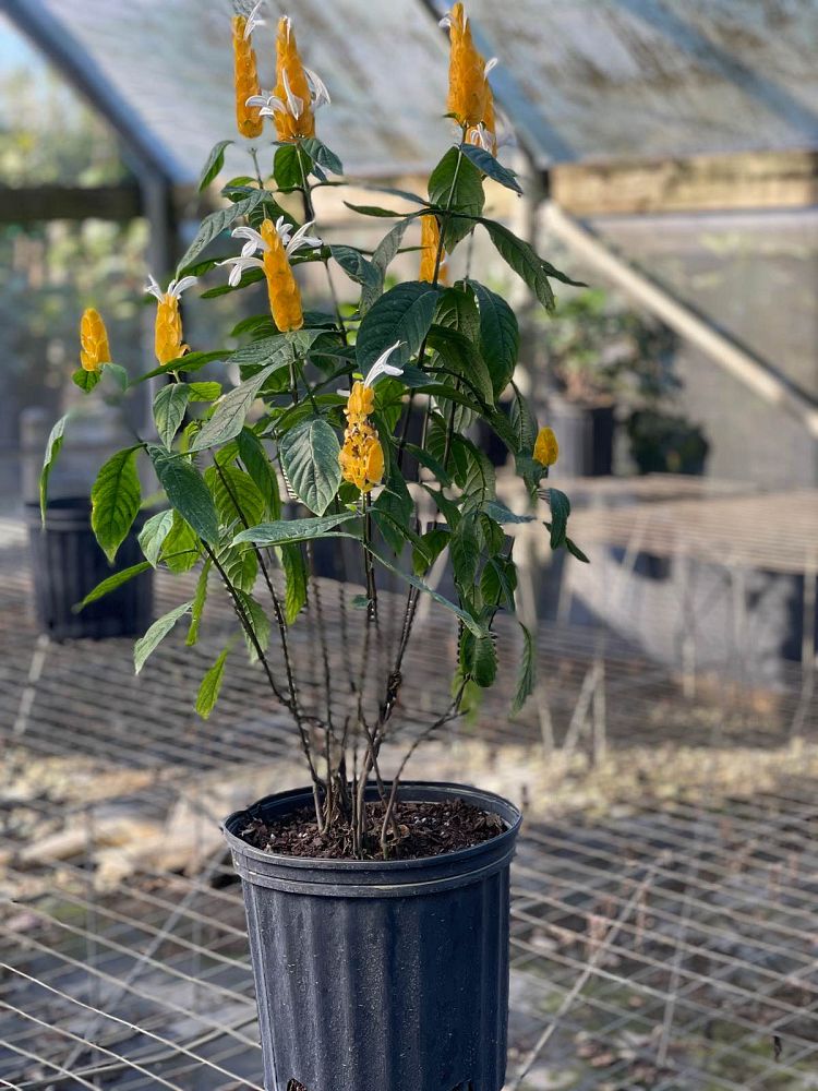 pachystachys-lutea-golden-shrimp-plant-yellow-shrimp-plant-lollipop-plant