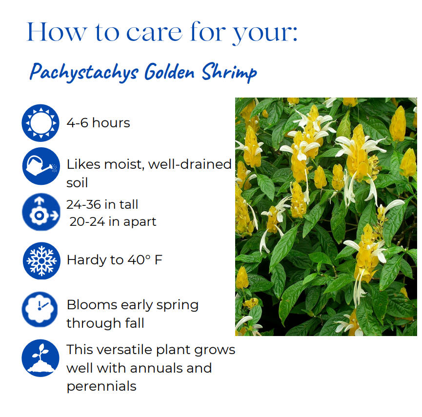 pachystachys-lutea-golden-shrimp-plant-yellow-shrimp-plant-lollipop-plant
