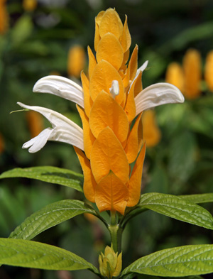 pachystachys-lutea-golden-shrimp-plant-yellow-shrimp-plant-lollipop-plant