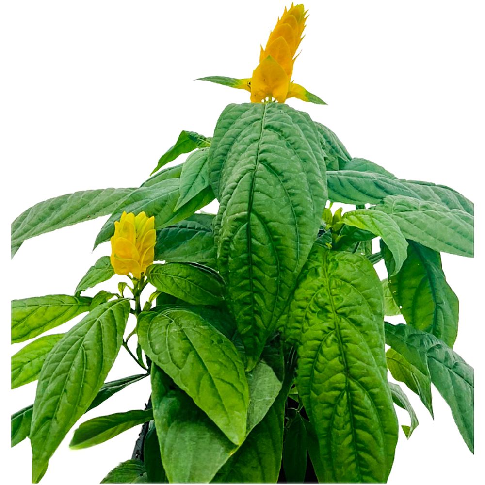 pachystachys-lutea-golden-shrimp-plant-yellow-shrimp-plant-lollipop-plant