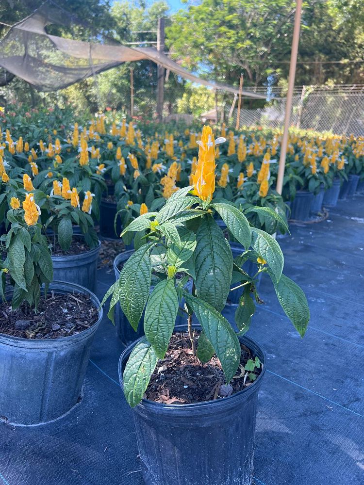 pachystachys-lutea-golden-shrimp-plant-yellow-shrimp-plant-lollipop-plant