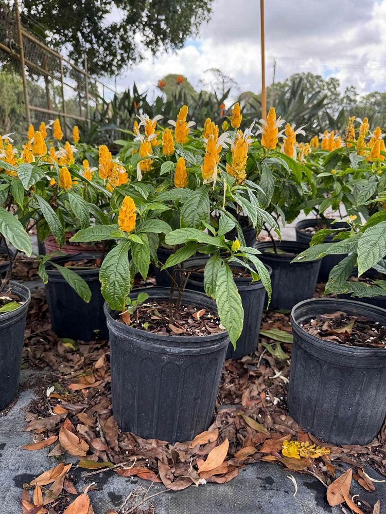 pachystachys-lutea-golden-shrimp-plant-yellow-shrimp-plant-lollipop-plant