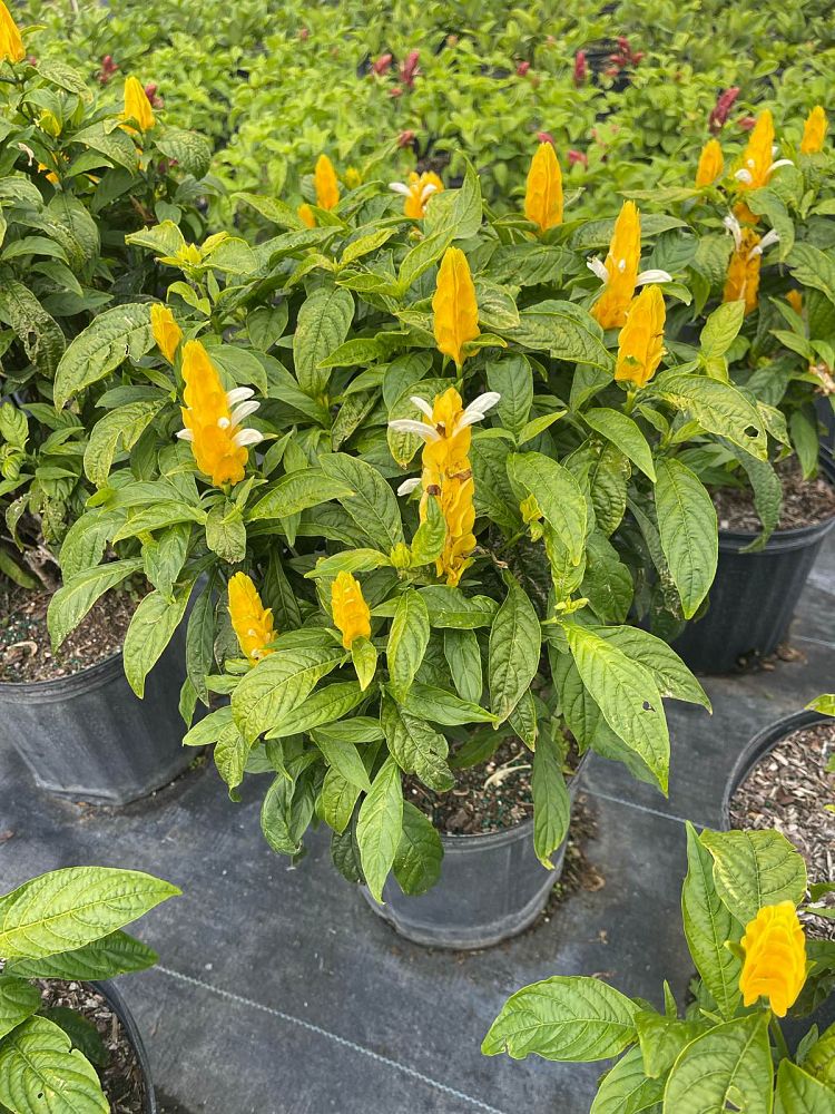 pachystachys-lutea-golden-shrimp-plant-yellow-shrimp-plant-lollipop-plant