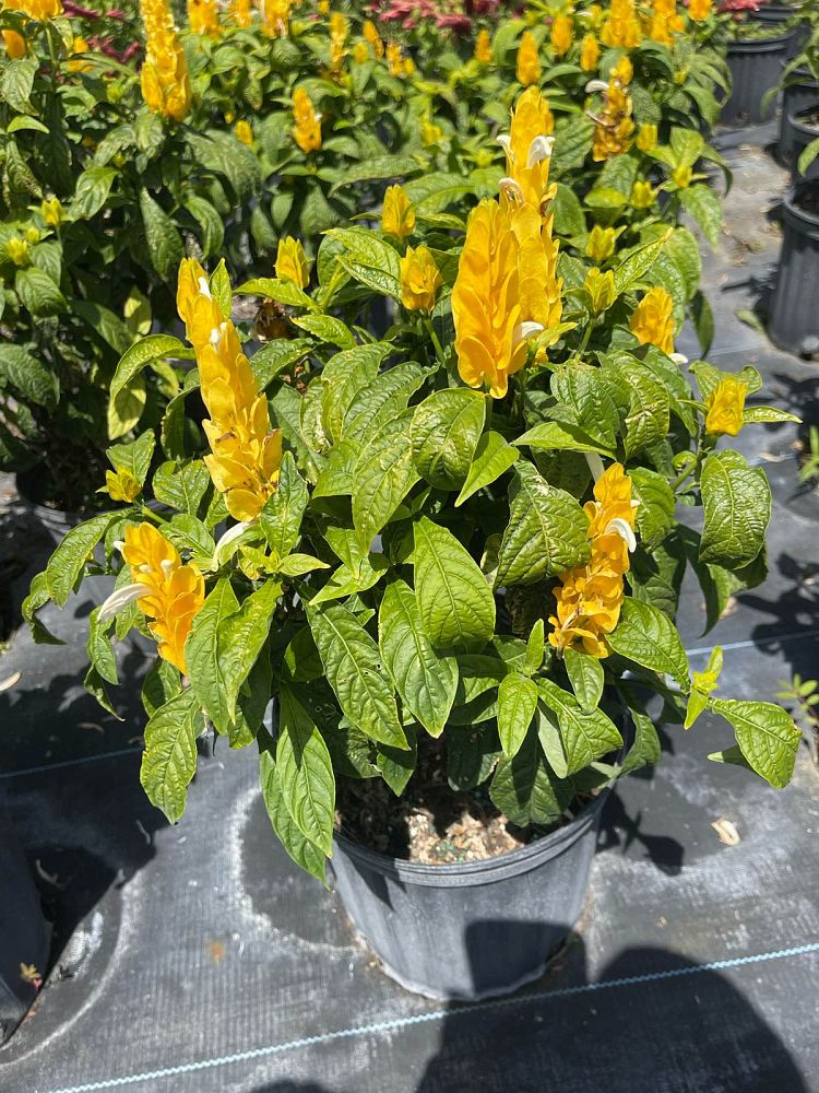 pachystachys-lutea-golden-shrimp-plant-yellow-shrimp-plant-lollipop-plant
