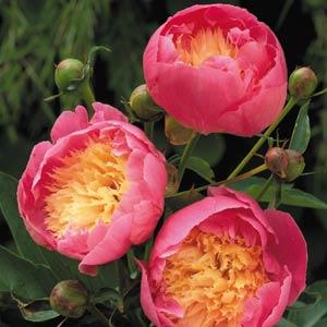 paeonia-bowl-of-beauty-peony