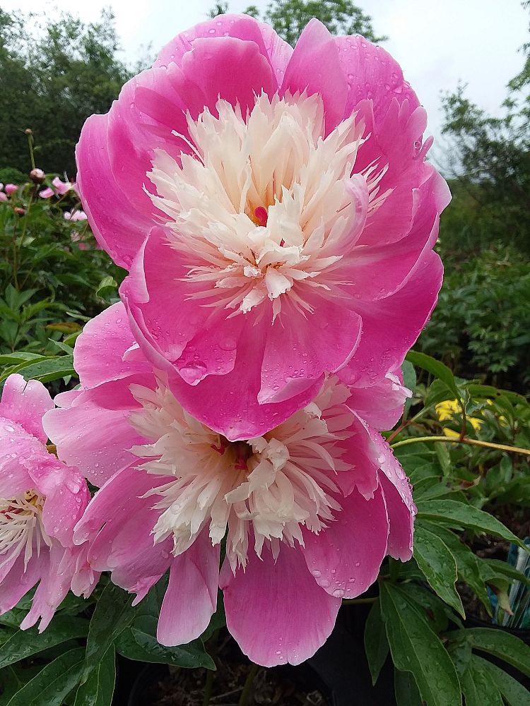 paeonia-bowl-of-beauty-peony