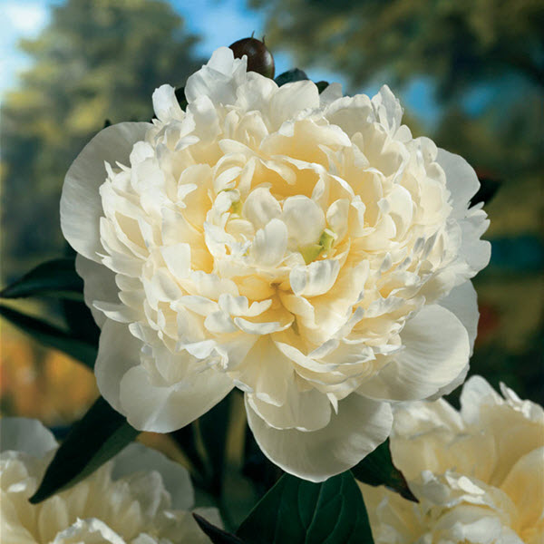 paeonia-duchess-de-nemours-peony